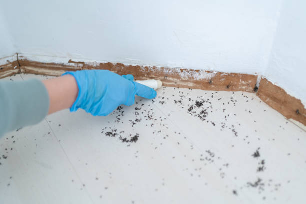 Best Flea Control Services  in Carthage, NY